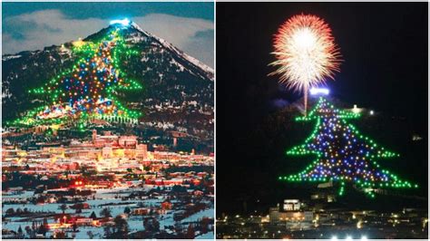 biggest christmas tree   world lights   bethlehem  italy   italy