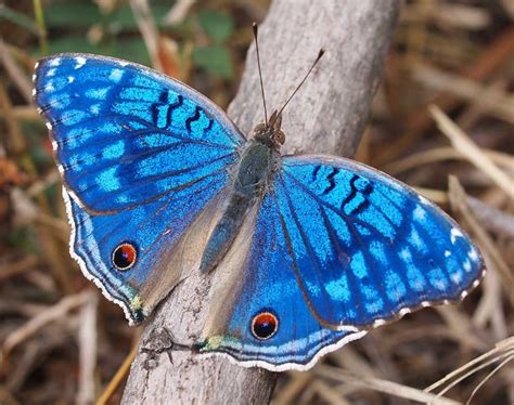 blue butterfly inspiration