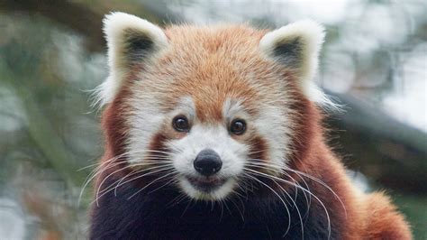 alles  de rode panda ontmoet onze dieren dierenpark amersfoort