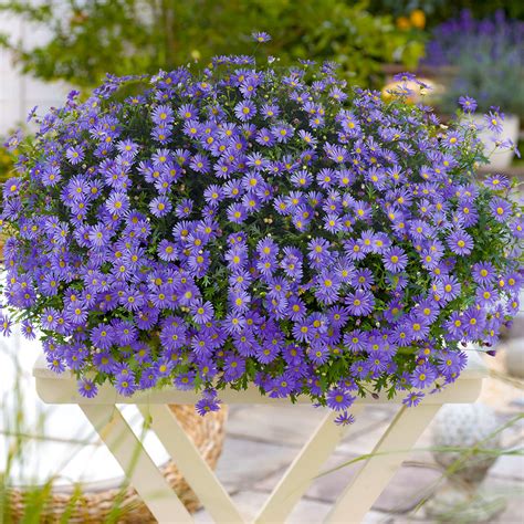 blaues gaensebluemchen  kaufen bei gaertner poetschke