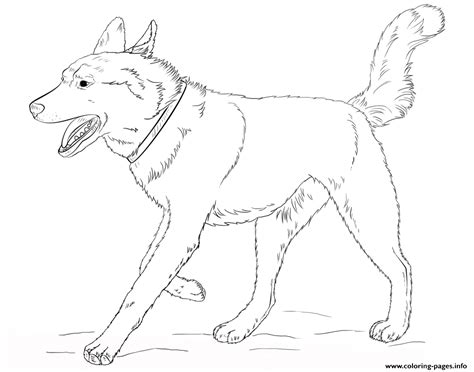 husky dog realistic coloring page printable