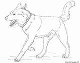 Husky Coloring Pages Siberian Dog Realistic Running Printable Baby Alaskan Malamute Print Color Drawing Colouring Puppy Book Sketch sketch template