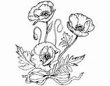 Papaveri Amapolas Papoilas Colorare Coquelicots Pintar Disegno Colorier Silvestres Coloriage Unes Dibuix Selvatici Sauvages Roselles Umas Acolore Dibuixos Coloritou sketch template