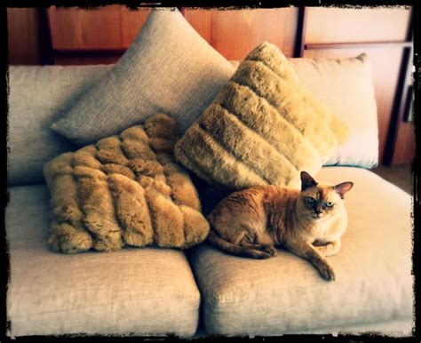 cat  couch pinned  secret design studio melbourne wwwsecretdesignstudiocom pet style