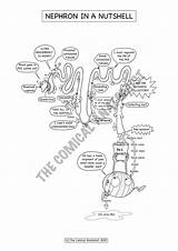 Urinary Anatomist Comical sketch template