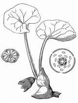 Asarum Europaeum Aristolochiaceae Angiospermas sketch template