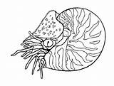 Mollusks Clam Coloriages Printmania sketch template