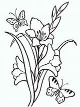 Coloring Pages Gladiolus Flower Color Recommended Flowers sketch template