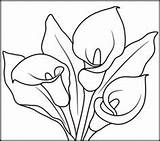 Coloring Calla Anthurium Pages Lily Flowers Lilies Kala Flower Template Designlooter Cala Planse Printables Drawings Stargazer Sketch 49kb 208px Calas sketch template