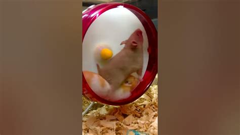 2 Hamsters 1 Wheel Youtube