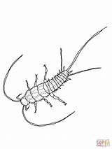 Silverfish Template Coloring sketch template