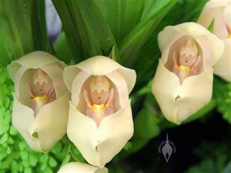 shakespeare eat  heart   flower  called swaddled baby orchid