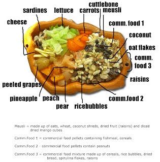 important   feed hermit crabs pet food guide