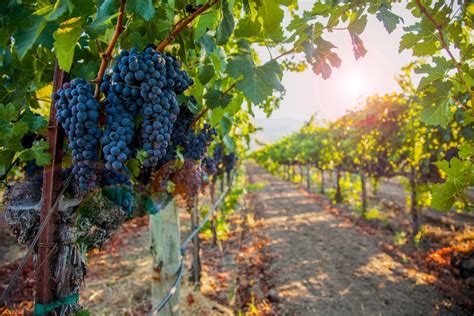 grape vineyard napa valley california showccasion