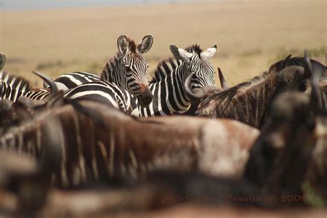 zebra mix zebras mixing   crowd  wildebeests alexander vasolla flickr