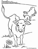 Cows Coloring Pasture Calves sketch template