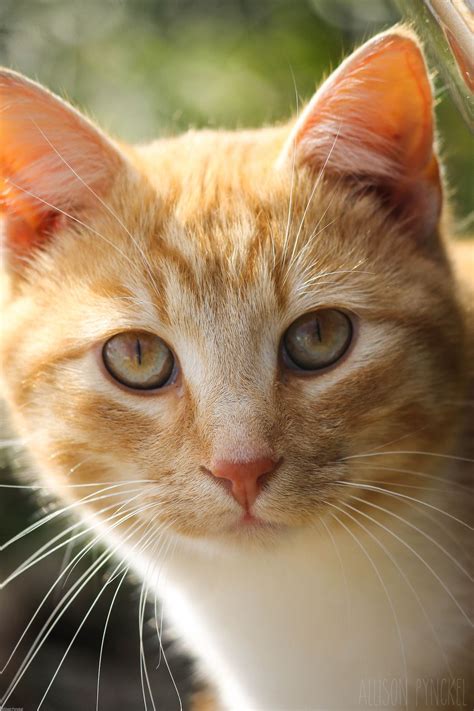 orange white cats breed idalias salon