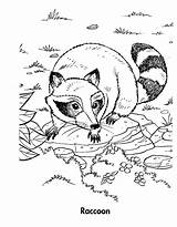 Raccoon Coloring Pages Racoon Adult Getdrawings Sheets Step Print Drawing Template sketch template