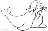 Walrus Coloring Pages Printable Cool2bkids Kids sketch template