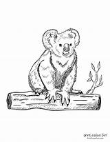 Koala Printcolorfun sketch template