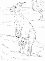 Kangaroo Supercoloring Canguro sketch template