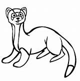 Ferret Coloring Pages Polecat Color Pets Footed Ferrets Animals Print Thecolor Animal Sheet Library Printable Clip Animalstown Clipart Getdrawings Getcolorings sketch template