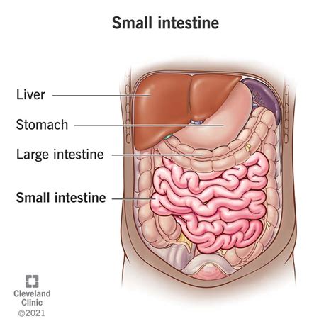intestino delgado funcion anatomia  definicion medicina basica