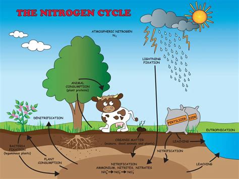 nitrogen cycle facts  kids explained education site