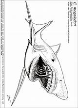 Megalodon Coloring Shark Pages Sheet Colouring Drawing Great Printable Sheets Color Prehistoric Dinosaur Draw Wildlife Cartoon Getdrawings Vs Nose Stampy sketch template
