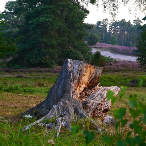 stump der baumstumpf der alte baumstumpf wir von der flickr