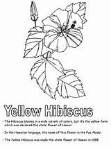 Coloring Pages Hawaiian Hawaii Kids Hibiscus State Flower Printable Puerto Worksheets Rico Color Sheets Yellow Usa Symbols Printables Flowers Clip sketch template