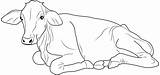 Cows Longhorns sketch template