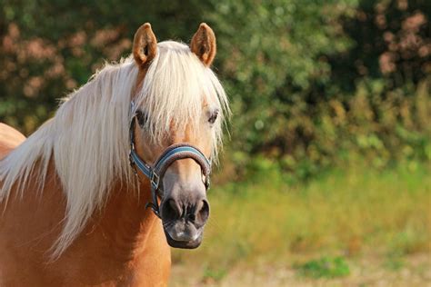 tierkommunikation mit dem haflinger wallach bodo  jahre alt