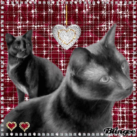 bling bling cats picture  blingeecom