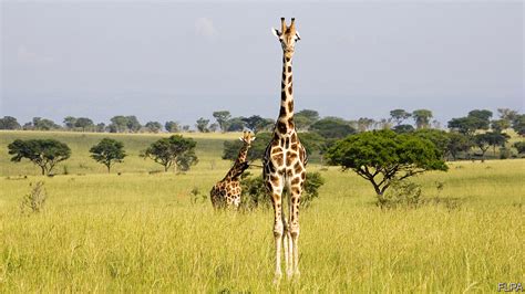 saving  neck  rothschilds giraffe conservation