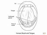 Tongue Colorare Lengua Lingua Humana Human Disegni Zunge Mund Bocca Ausmalbild Menschen Anatomy Bambini sketch template