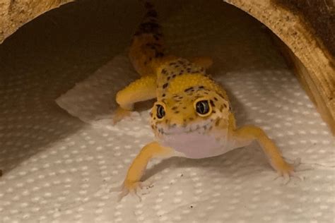 why your leopard gecko stares at you and body language