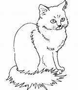 Cat Print sketch template