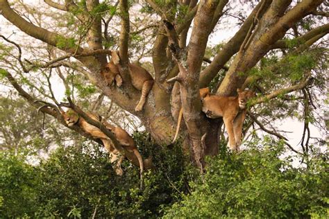 a closer look at tree climbing lions why do some lions climb trees