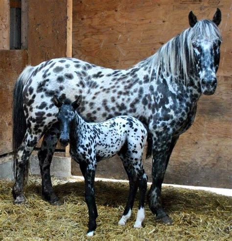 beautiful leopard appaloosa horses animals beautiful baby horses