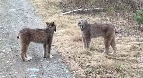 When Lynx Argue About Sex It S Hard To Ignore