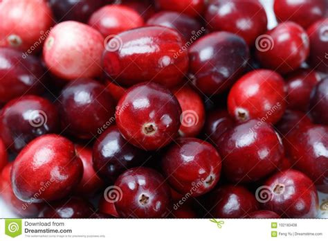 red cranberry fruit stock photo image  cranberries