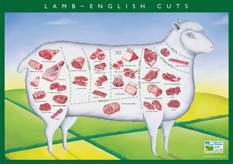 cuts  lamb guide  morley butchers morley butchers