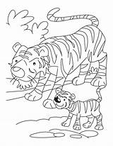 Tiger Coloring Cub Mother Pages Cubs Kids Popular sketch template
