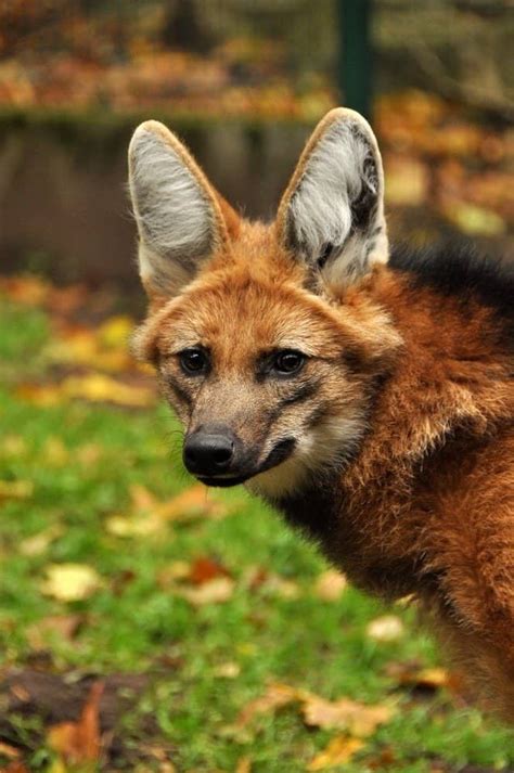 maned wolf animal facts chyrsocyon brachyurus   animals