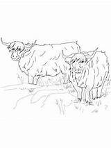 Highland Pages Cow Scottish Coloring Colouring Cattle Printable Highlands Cows Template Choose Board Supercoloring sketch template