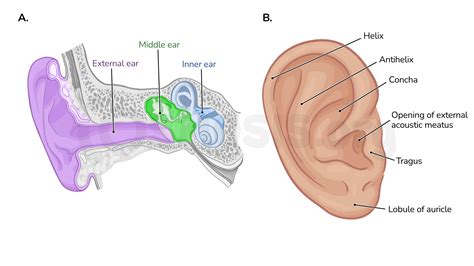 anatomy   external  middle ear osmosis