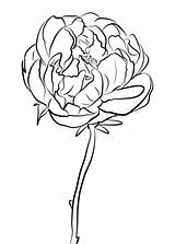 Peony Coloring Pages Flowers Drawing Chinese Flower Printable Line Color Template Categories Getcolorings Getdrawings sketch template