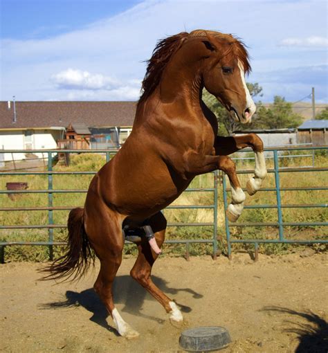 Wild Hengst Pferd Kostenloses Foto Auf Pixabay Pixabay