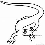 Salamander Amphibians Clipartmag sketch template